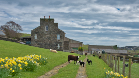 Shot of a farm on the Island with the dirt track leading up to the house. Cows and sheep stand in the surrounding green fields
