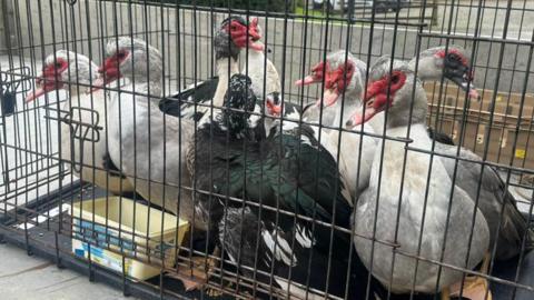 A group of muscovy ducks in a dog crate. The crate is on a concrete ground. In the background is a driveway with a van and some bushes. 