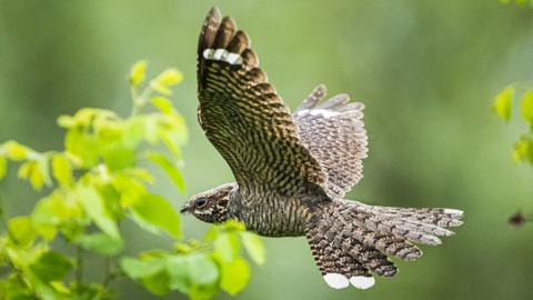 European Nightjar Caprimulgus europaeus
