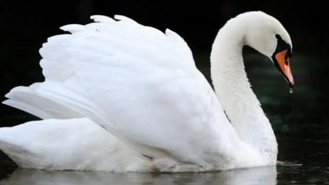 White swan on water with its wings tucks to its side and a drop of water hanging from the end of its beak.