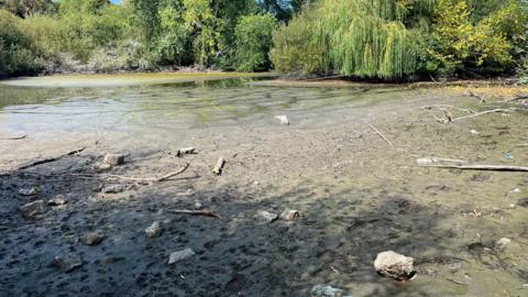 A pond in Sumarez Park, Guernsey, is seen with silt visible, a small body of murky water with trees and plants around the outside 