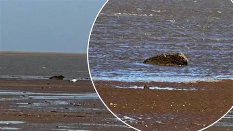 A picture of a beach through binoculars, with a shape in the distance that looks like a seal but is actually a rock.