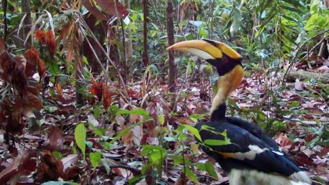 Great hornbill