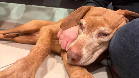 Müzli is lying on the ground at the emergency vets. Her eyes are red.