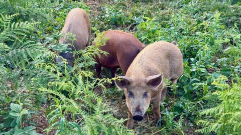 Three young pigs surrounded by ferns