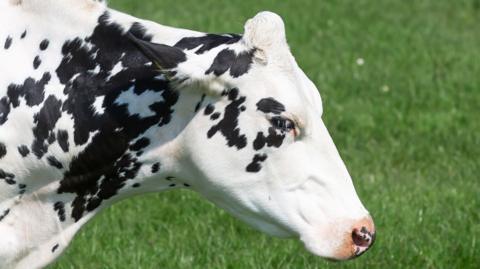 A white cow with black spots standing in a field of green grass.