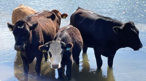 Four brown cows stand in water up to their knees cooling off in hot weather