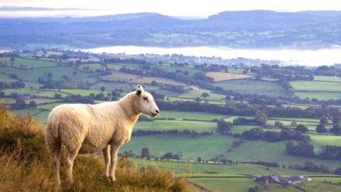 A sheep standing on a hill over some green fields