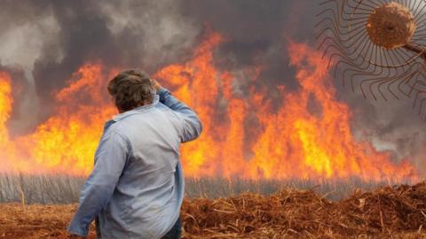 A man watches a fire in a sugar cane plantation near Dumon city, Brazil, August 24, 2024.