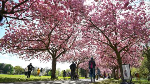 People walking in a park in London underneath cherry blossom trees covered in pink flowers.