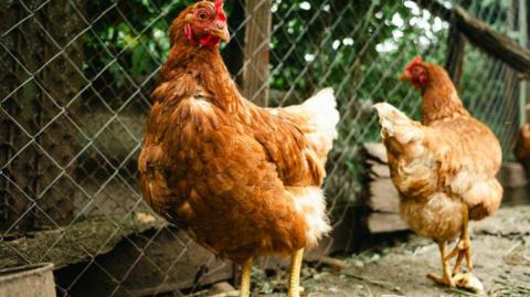 Two hens are standing in a yard with a fence behind them.