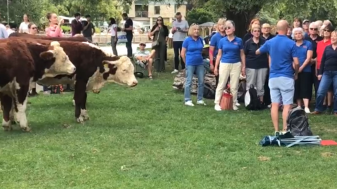 2 Red Poll cows admire the live singing at Mill Pond in Cambridge