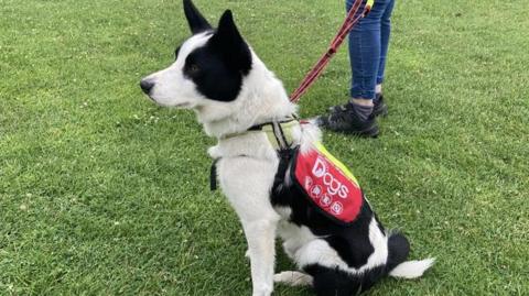 Milo, the assistance dog in training, sits on the grass looking away from the camera, he has white fur with black markings