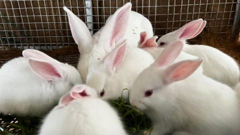 The picture shows a group of six white rabbits huddled closely together inside a wire enclosure. Their fur is very clean and soft-looking, and their ears are upright and pinkish on the inside. The rabbits are gathered around, eating a pile of green grass. They appear calm and are surrounded by a mesh fence, which forms the background of the image.