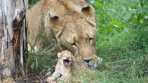 An African lion, with no mane, licking a cub that has its mouth wide open. They are pictured lying on the grass, leaning up against the trunk of a tree.