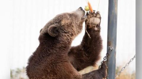 Brown bread reaches for some fruit