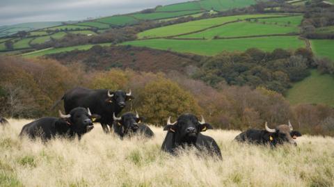 a herd of water buffalo sitting in a grassy field with big green hills behind them