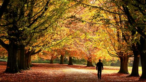 A man walks over a carpet of autumnal leaves covering the ground at Clarkes Gardens in Allerton, Liverpool.