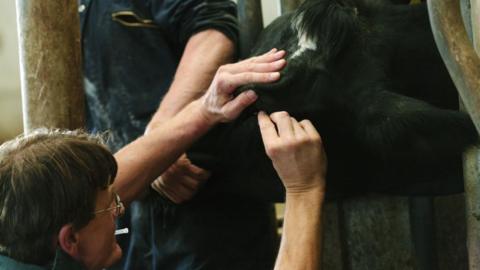 A vet is on the left with their arms on a cow's head, looking at its eye. There is a farmer in the background holding part of the cow's face.