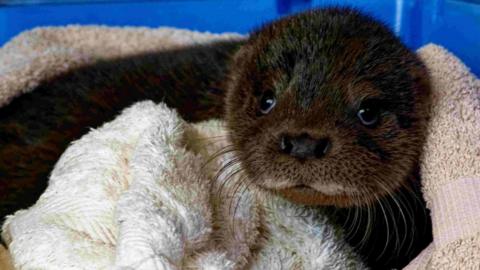 An otter with its eyes open sat in a couple of towels in a blue box.