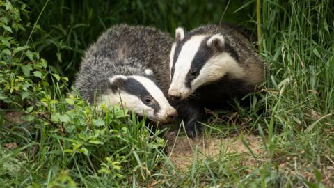 Two badgers walking around in the grass. One appears to be sniffing the other one. 