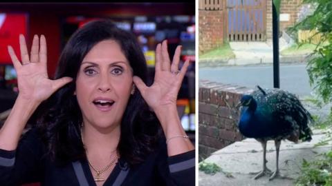 (L) Maryam Moshiri impersonating a peacock, (R) a peacock