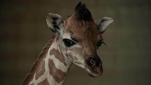 The face and neck of a baby giraffe. It has long eyelashes and is beige and brown in colour.