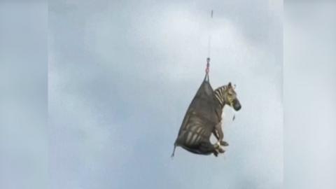 A Zebra being airlifted in a mesh bag