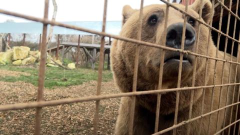 One of the bears. He is close to the camera but separated from it by a thin metal fence. He is looking to the right, out of frame, but his face takes up most of the right hand side of the frame. In the background is the bears' enclosure with rocks, grass and some wooden platforms, with another fence seen around its perimeter. 