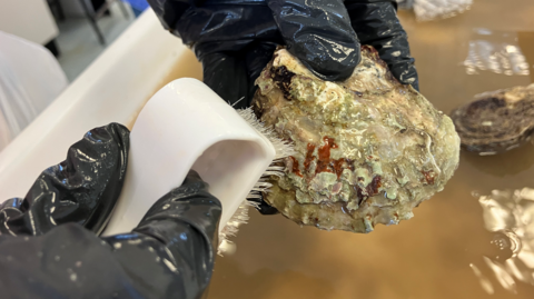 A pair of hands using a scrubbing brush to scrub marks off a dirty oyster. Behind it, there is dirty brow water and another oyster sitting in it.