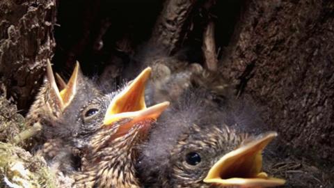 Baby birds with their mouths open waiting to be fed in their nest