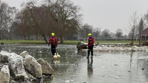 A frozen lake with two men wearing red jackets and bright yellow hard hats. There are two white ducks in front of them