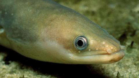 European eel