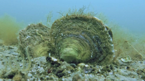 Two European flat oysters on a sandy seabed.