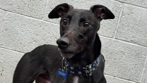 A black greyhound wearing a blue collar