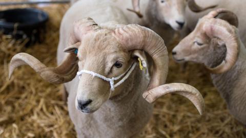 A Portland sheep with curly horns standing on hay.