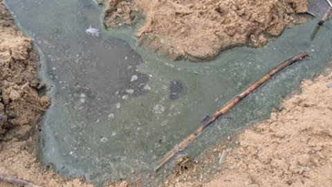 Stagnant green water surrounded by brown mud. 