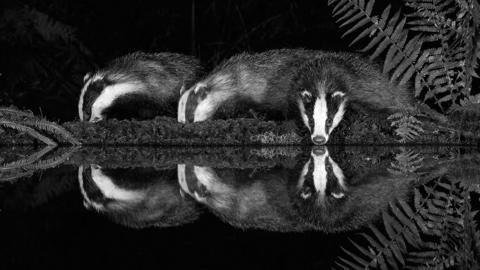 A black and white picture of three badgers feeding next to a pond, they are reflected perfectly in the pond.