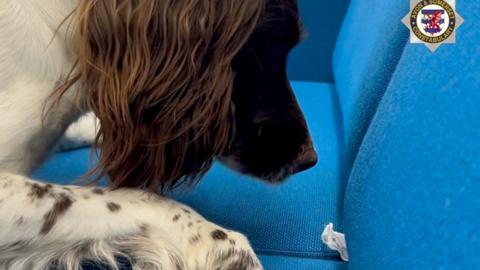 A cocker spaniel dog with its nose pointing towards a white wrapper sticking out of a blue sofa