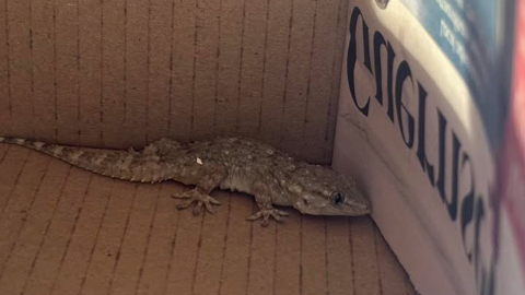 A small gecko inside a brown box. The reptile has a long tail. 
