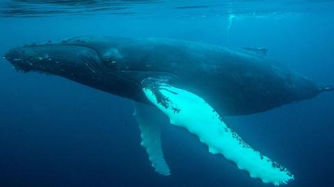 an underwater image of a humpback whale