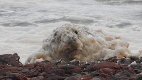 The seal is on a rocky shore and is covered large round flat pebbles. It is looking towards the camera. The seal is covered in foam that looks like the foam on a cappuccino. More foam is on the surface of the sea behind the seal.