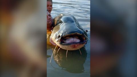 A giant catfish being held out of the water by two fishermen.