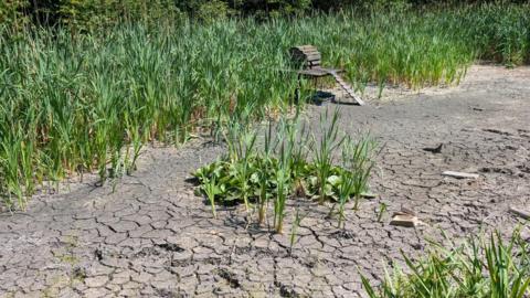 A dried up pond with some reeds growing around its perimeter. A small duck house with a ramp sits on the edge of where the water should be.