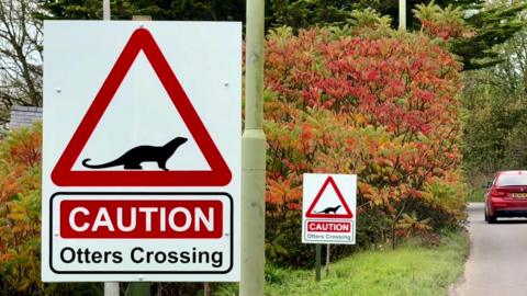 "Otters crossing" caution signs next to the road with a deciduous hedge in the background