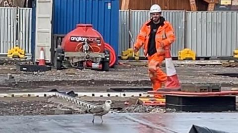 Construction site with wet concrete and a juvenile herring gull, being shooed off by a worker in white hard hat and orange high visability clothing. Behind the compound fence is the market building.