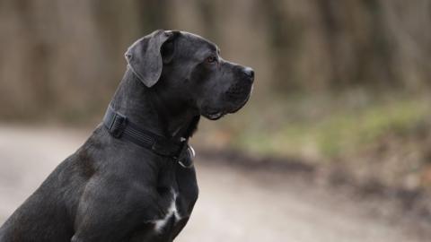 A black Cane Corso dog wearing a black collar, shown in profile looking to the right with a glossy coat.