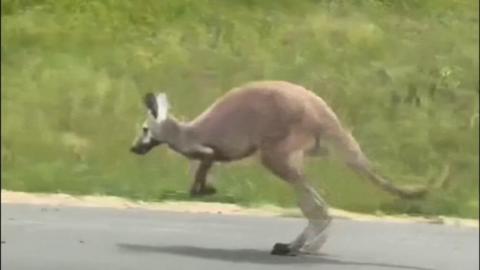 A Kangaroo is seen hopping down a US interstate