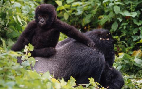 A young gorilla sits on the back of an older male.