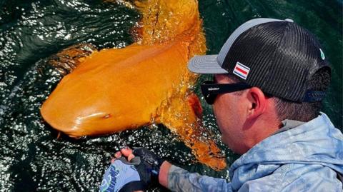 A bright orange shark with white eyes, swimming close to a boat on a line caught by a fisherman.